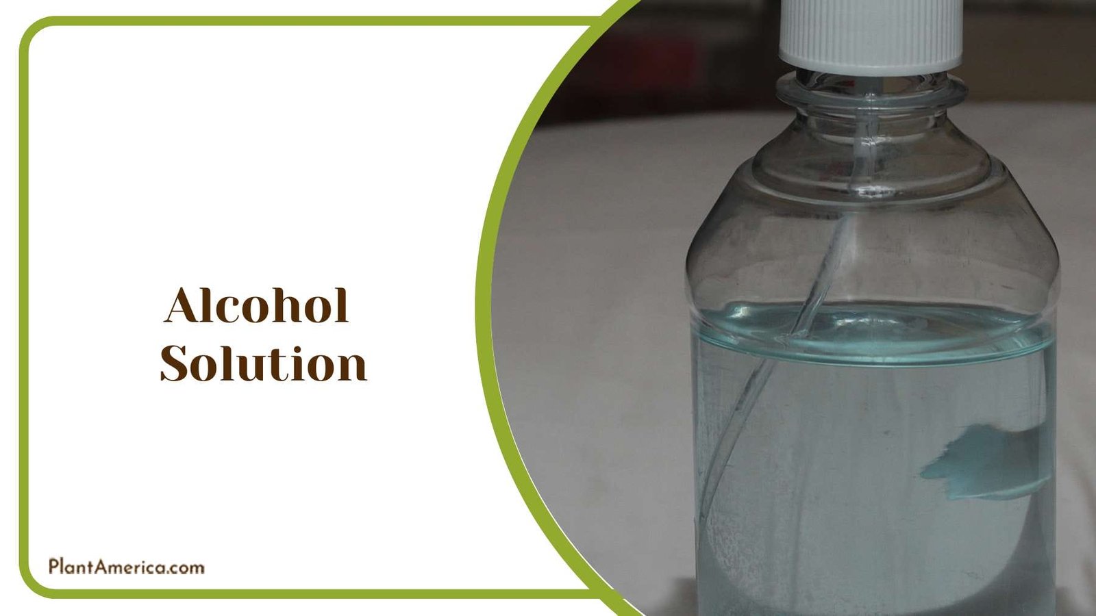 Using Alcohol Solution Plant America Using Alcohol Solution Plant America