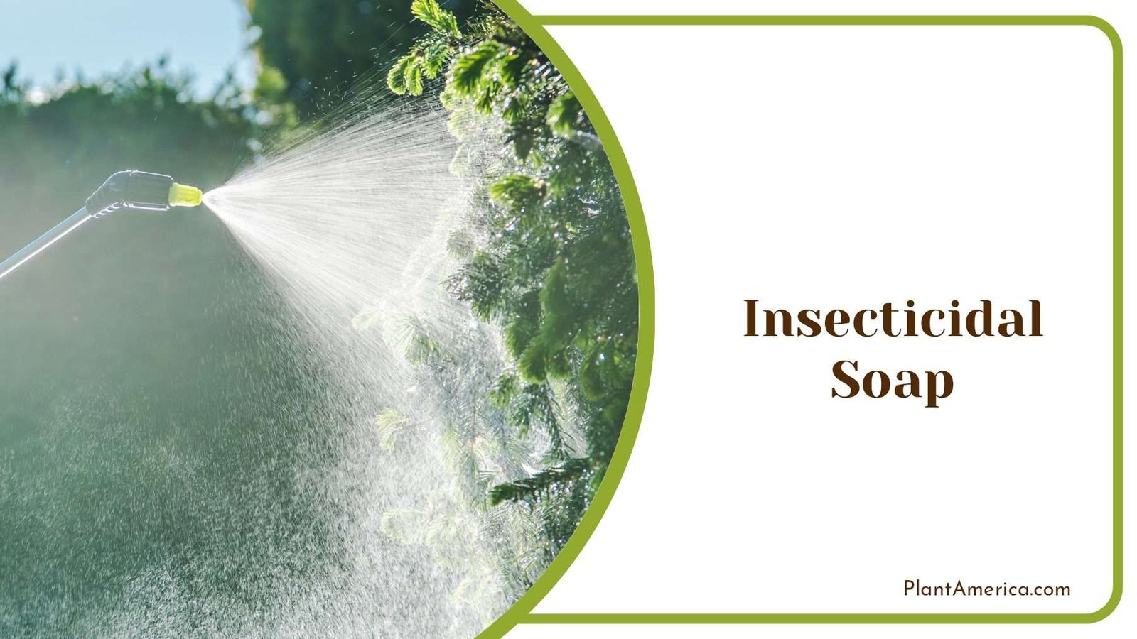 Using Insecticidal Soap Plant America