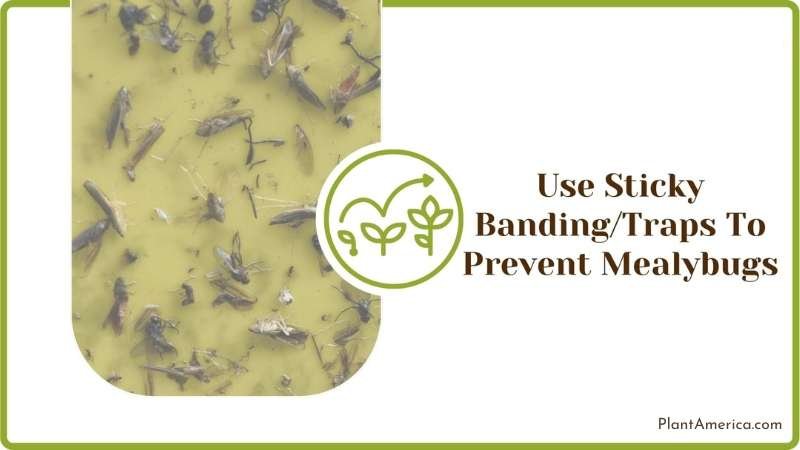 Using Sticky Banding Traps To Prevent Mealybugs Plant America