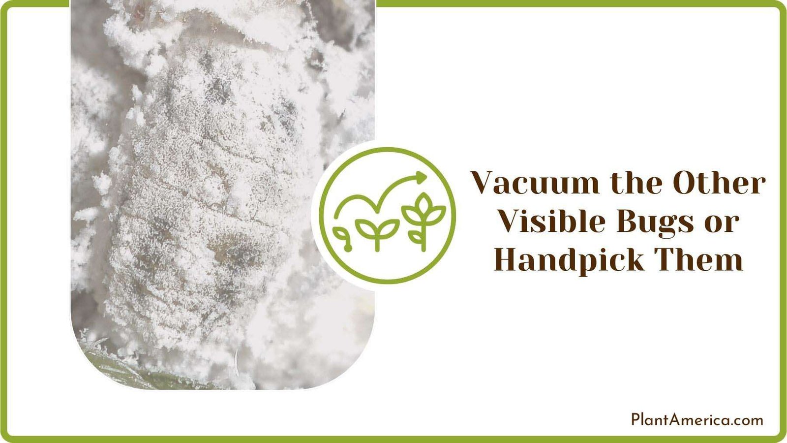 Vacuuming the Other Visible Bugs or Handpicking Them Plant America Vacuuming the Other Visible Bugs or Handpicking Them Plant America
