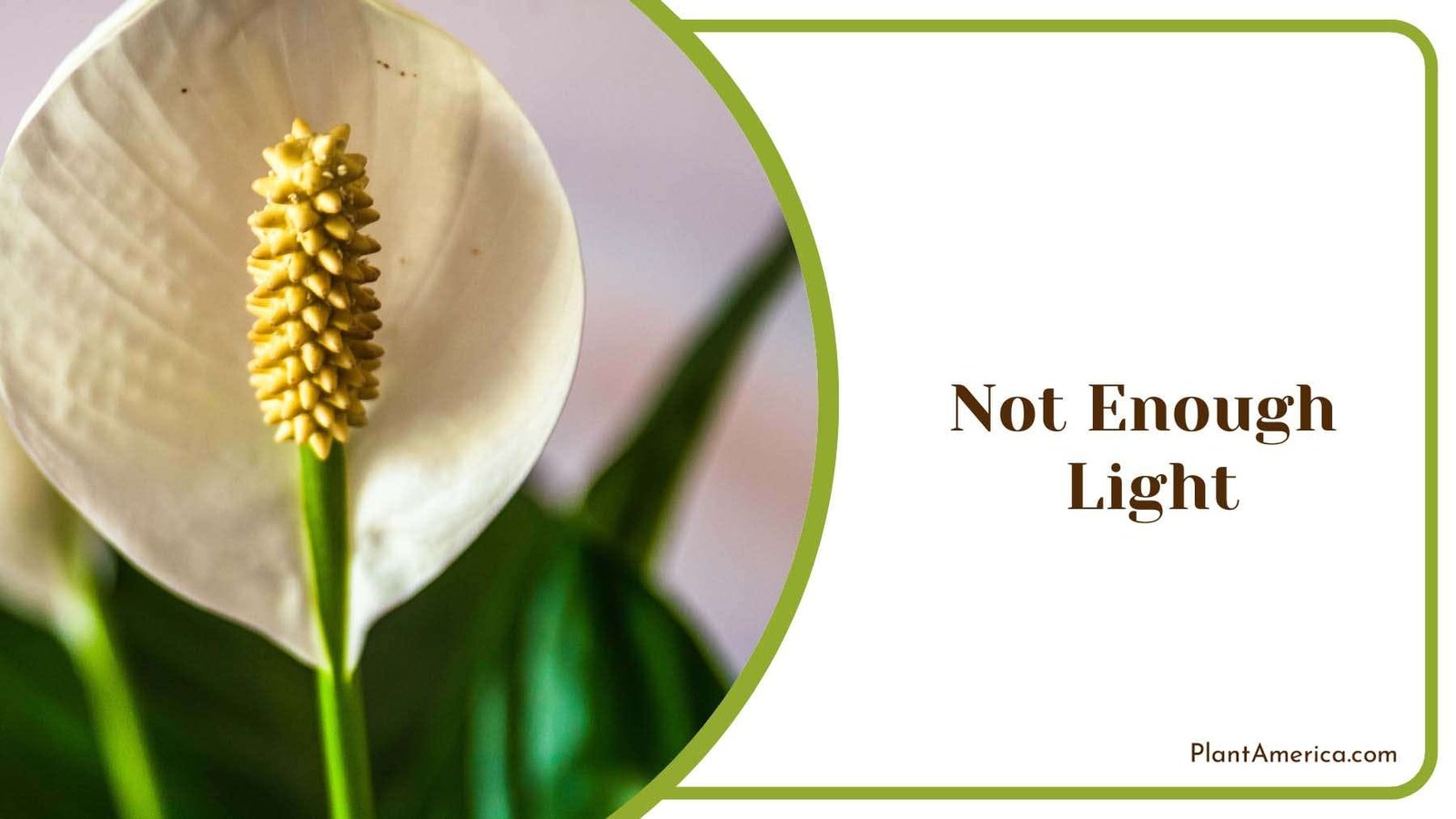 Vibrant Peace Lilies PlantAmerica