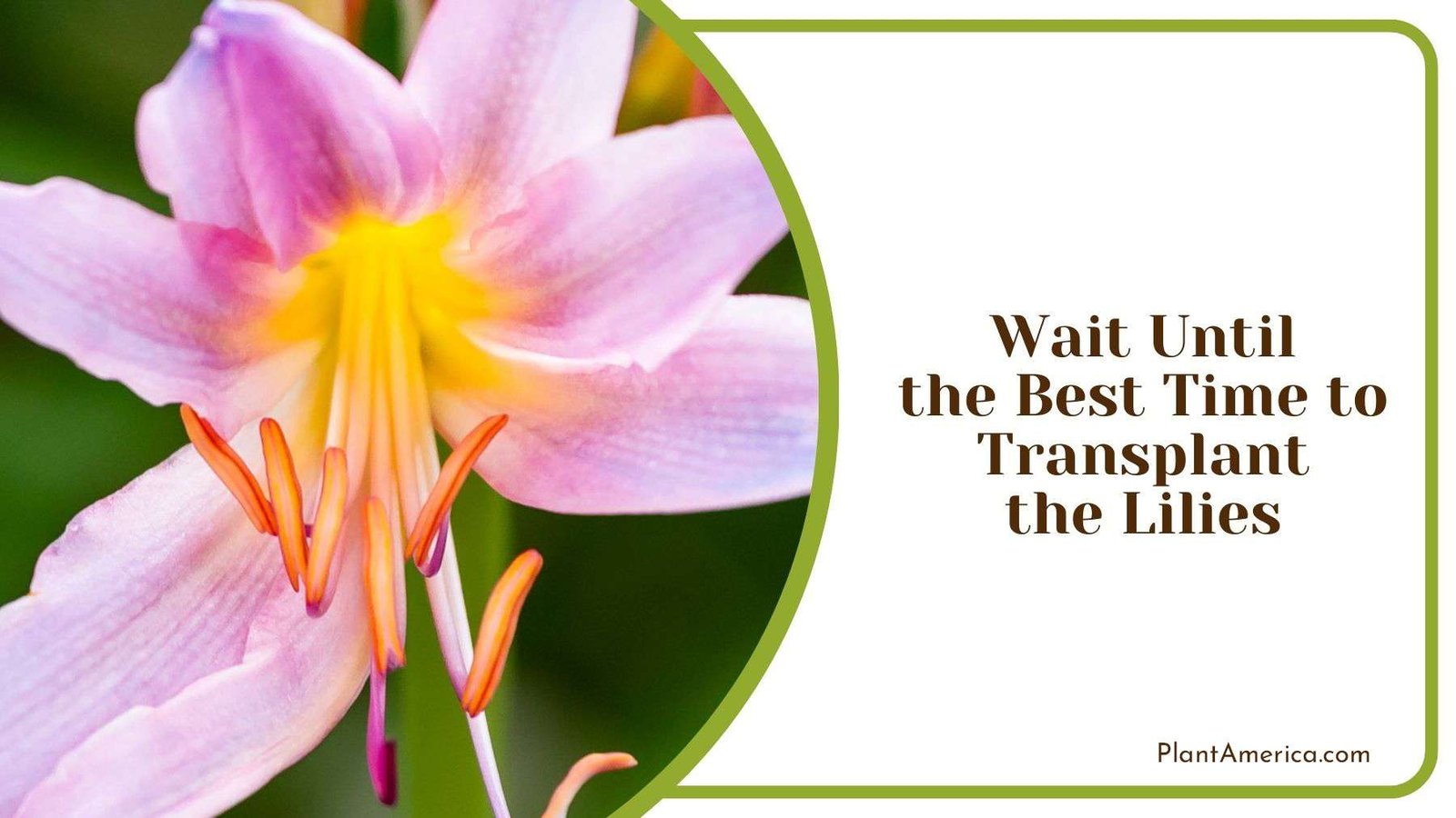 Waiting for Best Time to Transplant Lilies Plant America
