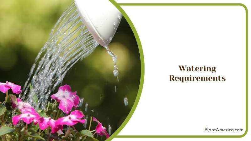 Water Came From a Nozzle Of Water Container Plant America