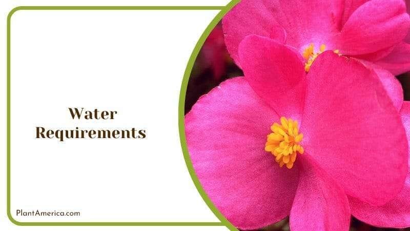 Water Requirement of Begonia Dregei PlantAmerica