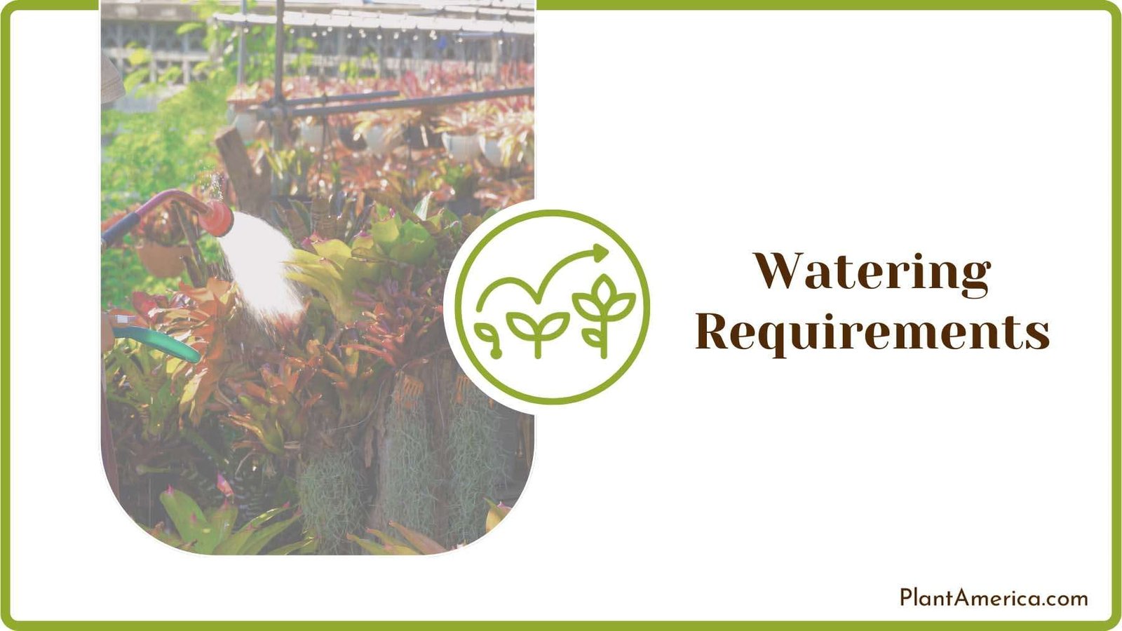 Watering Bromeliad Plants Plant America 1