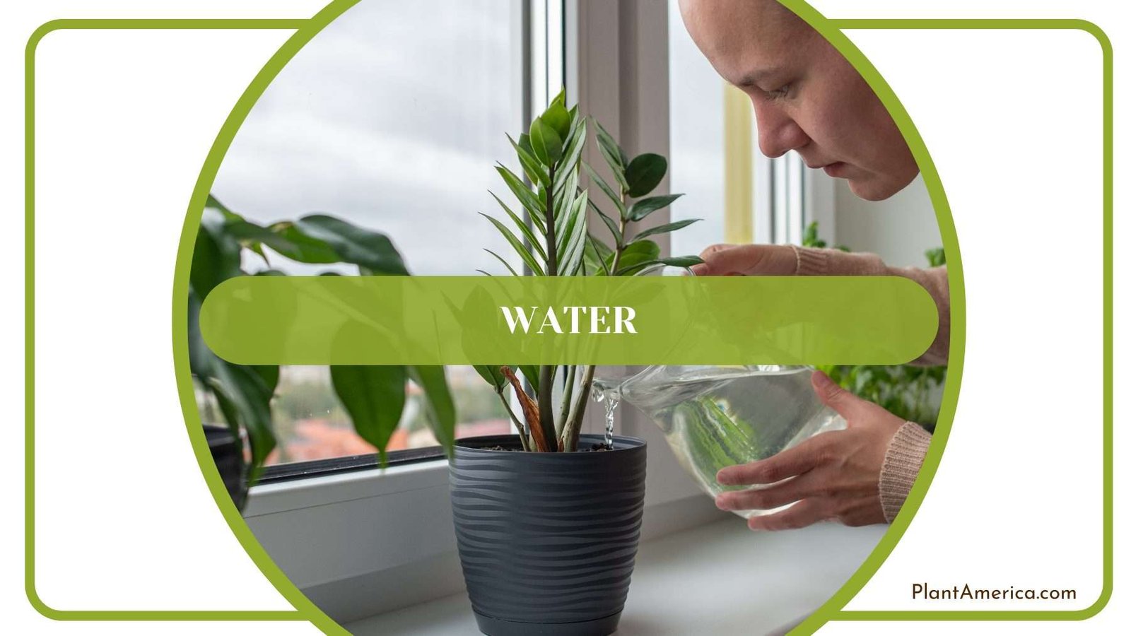 Watering Forgetii Plants Plant America