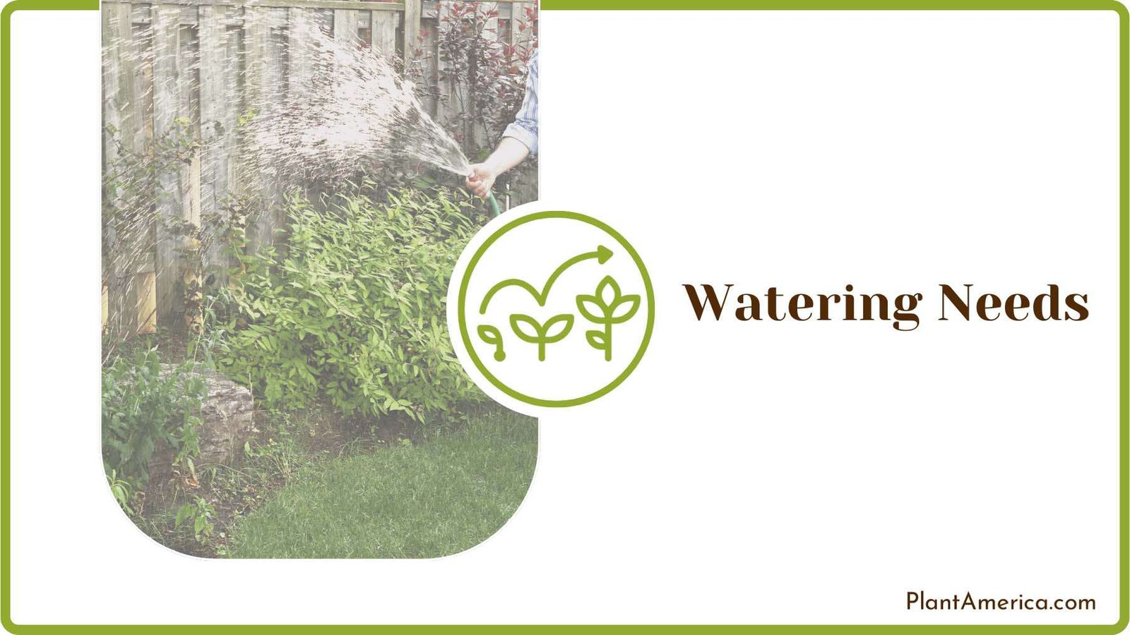 Watering Holly Bushes Plant America Watering Holly Bushes Plant America