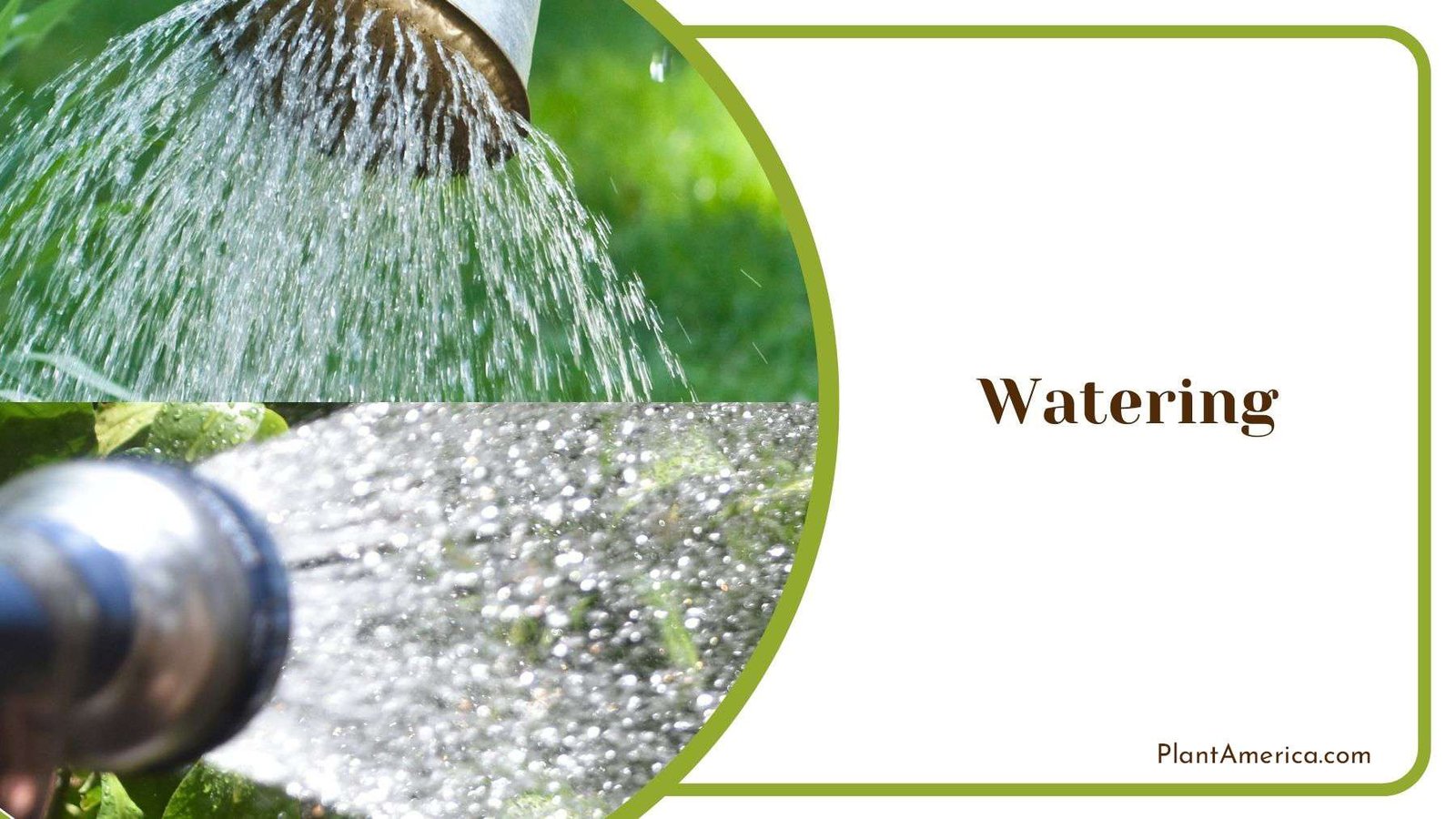 Watering Mexican Sunflowers Plant America