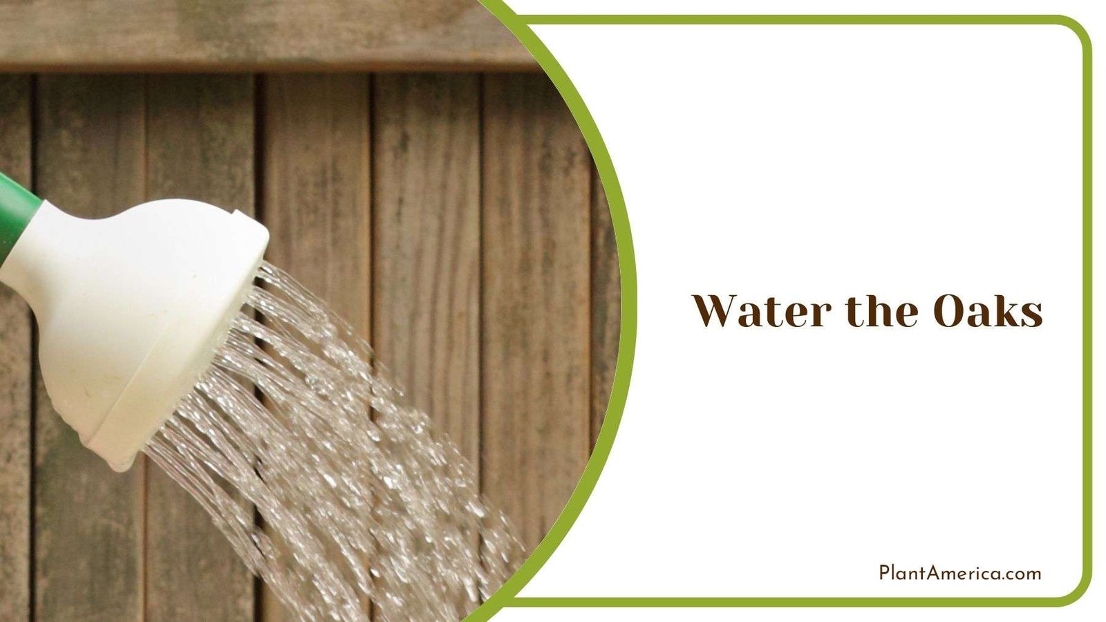 Watering Oaks Plant America