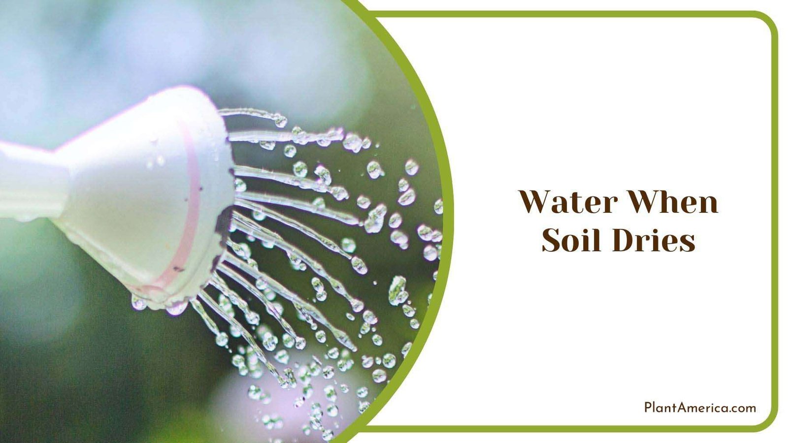 Watering Soil of Snowball Bush Plant America Watering Soil of Snowball Bush Plant America
