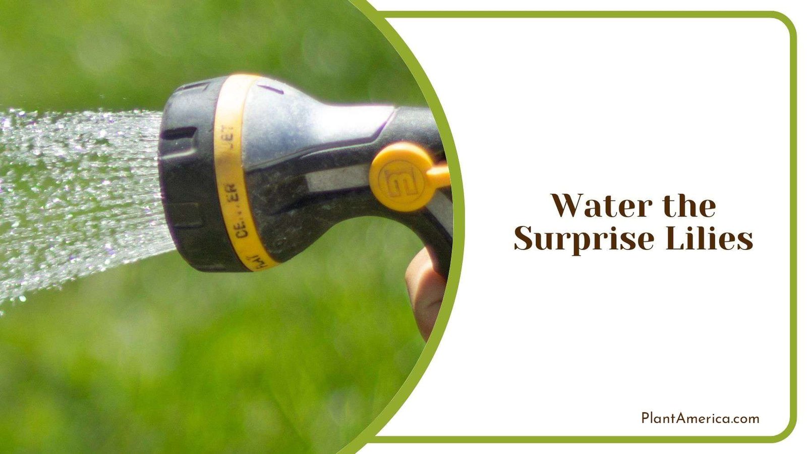 Watering Surprise Lilies Plant America