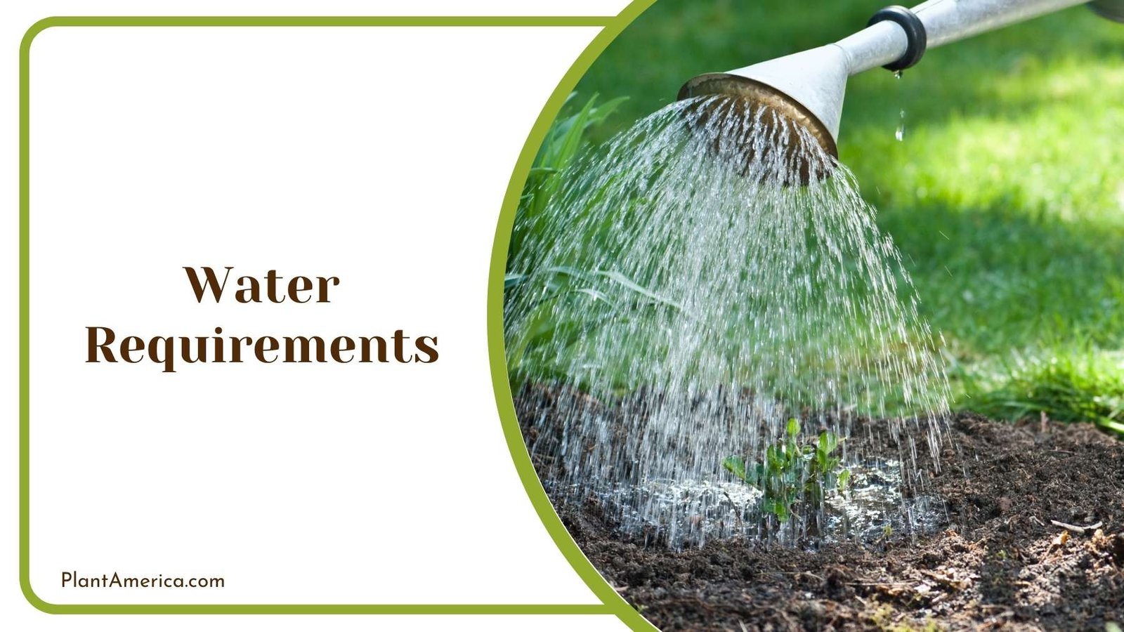 Watering The Ground Plant America Watering The Ground Plant America