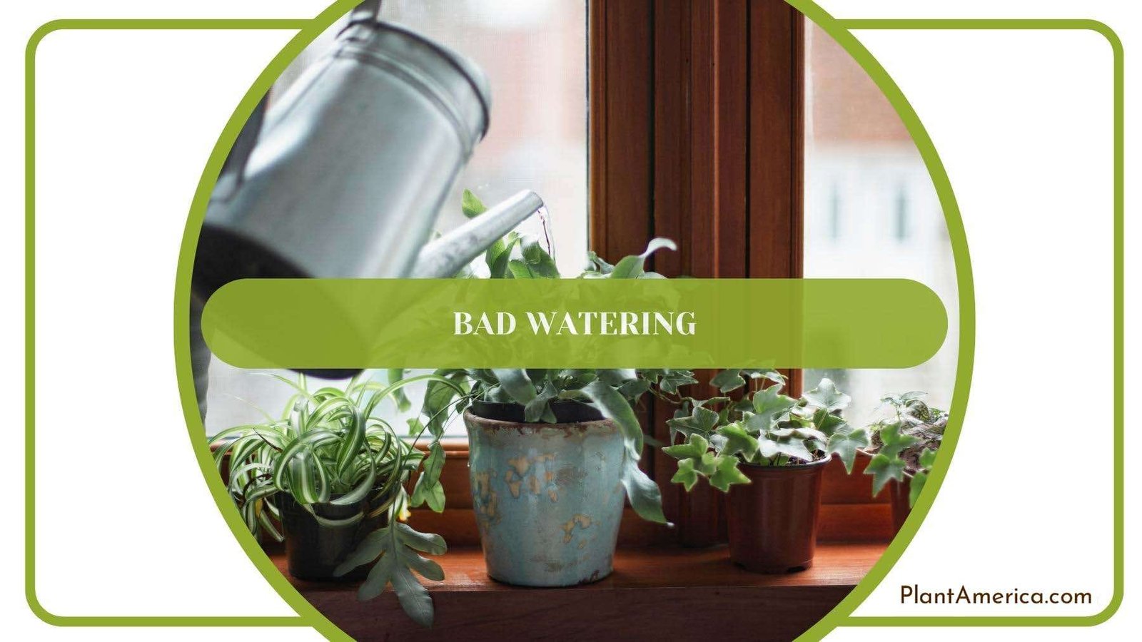Watering The Indoor Plants With Metal Container Plant America Watering The Indoor Plants With Metal Container Plant America