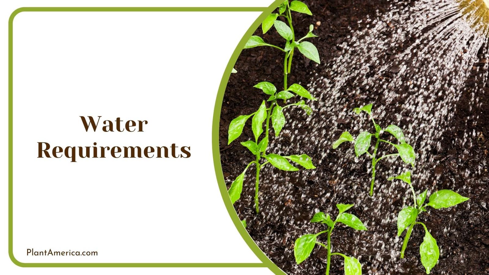 Watering The Plants Plant America