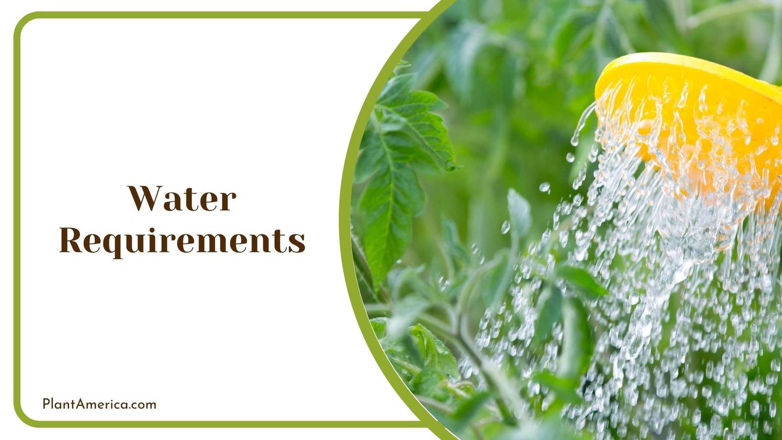 Watering The Plants With Specific Tool Plant America