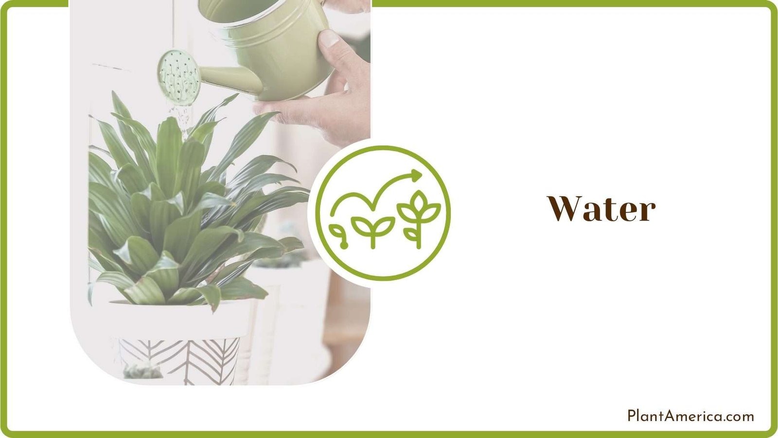 Watering Transplanted Rhizomes Evergreen Seeds