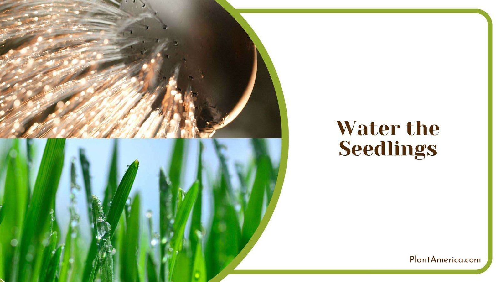 Watering Wheatgrass Seedlings Plant America Watering Wheatgrass Seedlings Plant America