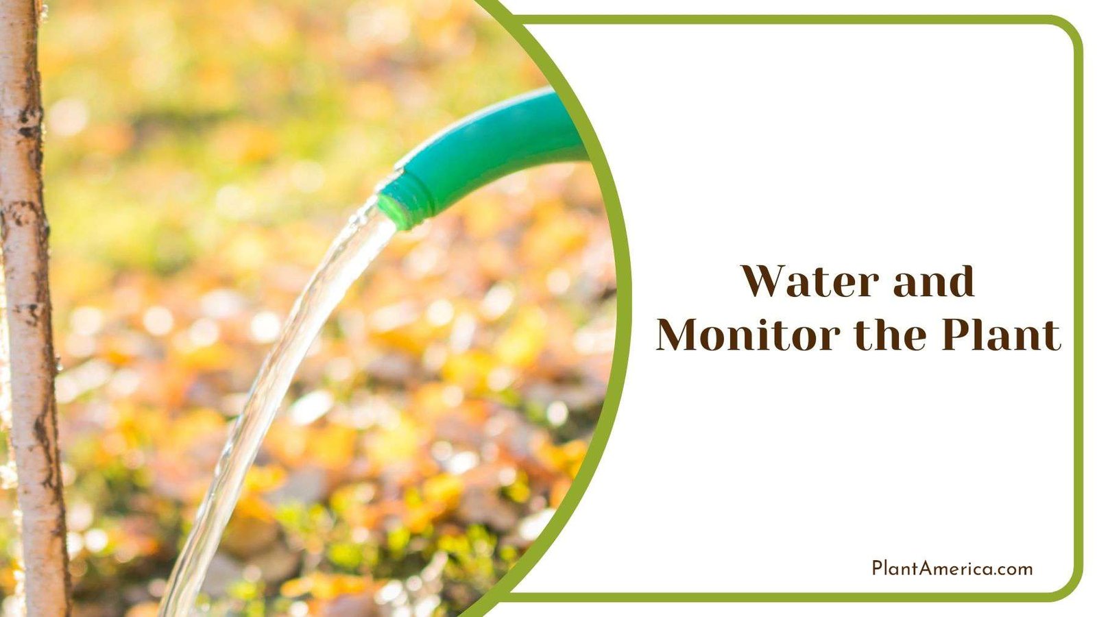 Watering and Monitoring Willow Plant PlantAmerica