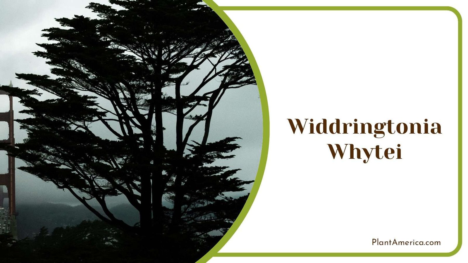 Widdringtonia Whytei Bush Plant America