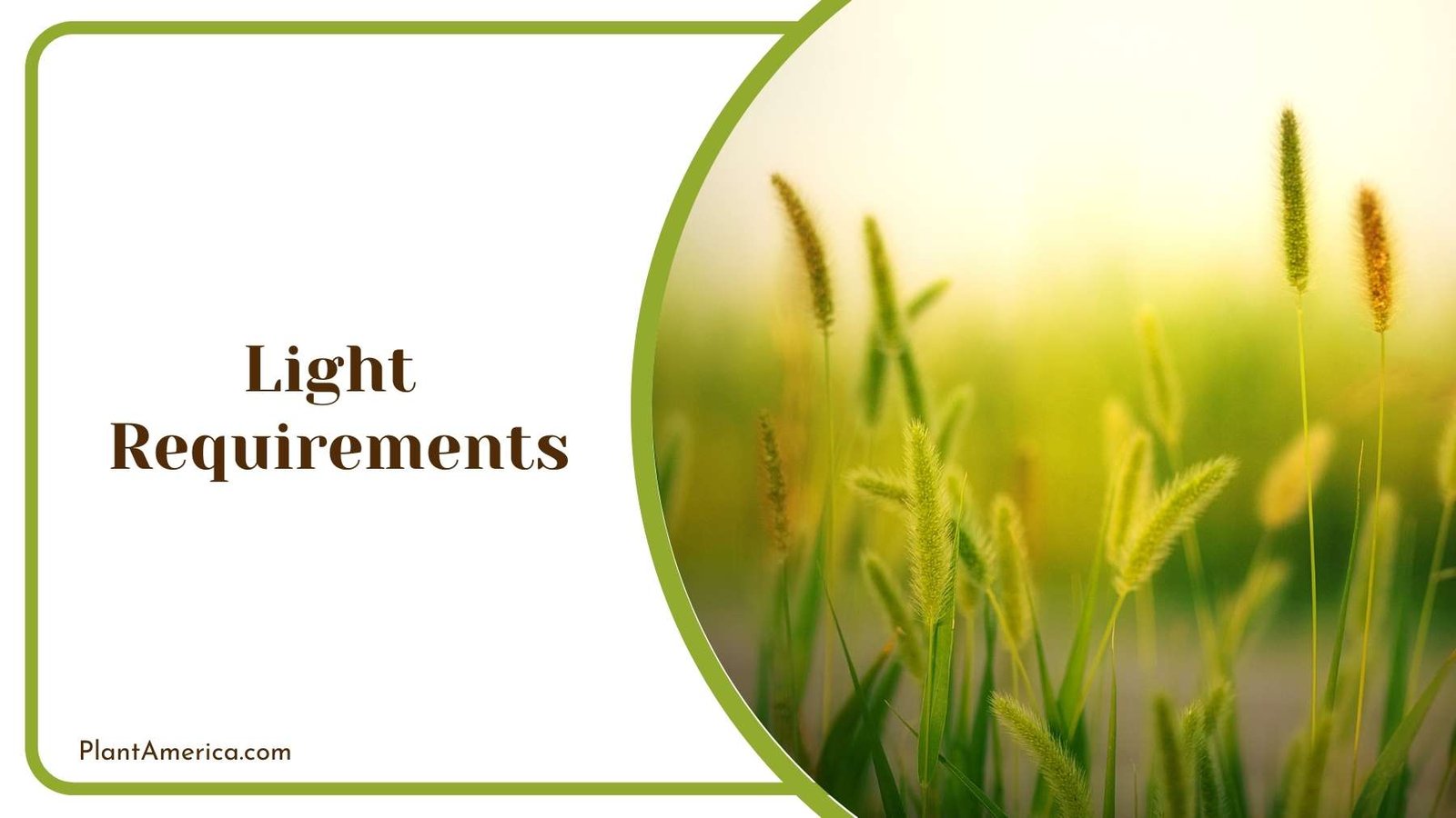 Wild Plants Enjoying The Light Plant America