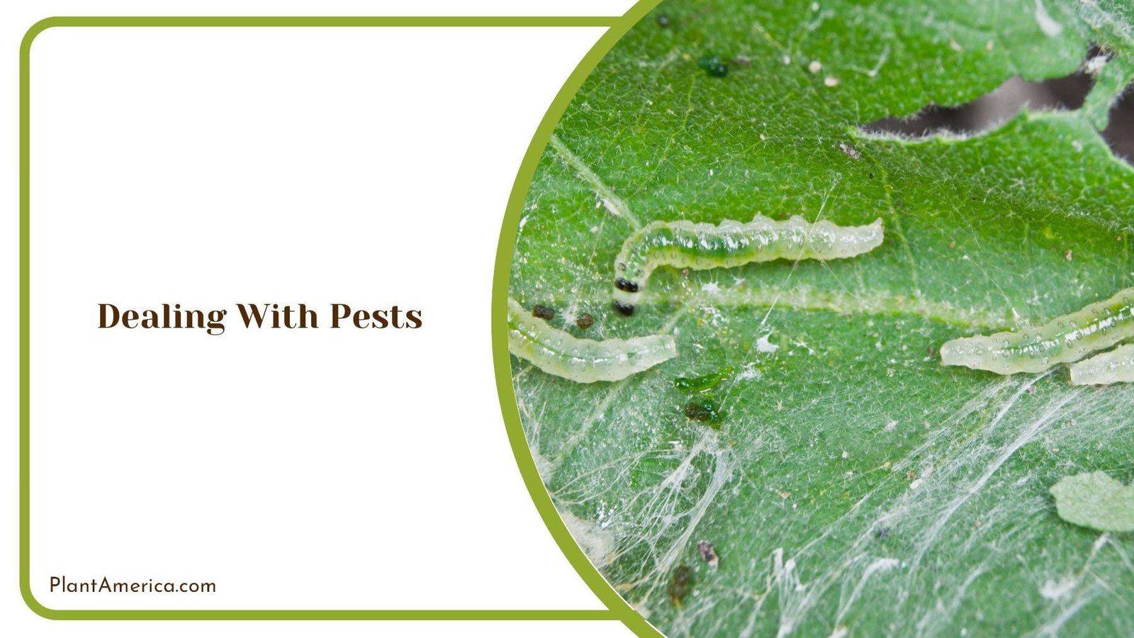 Worms Consuming A Leaf PlantAmerica