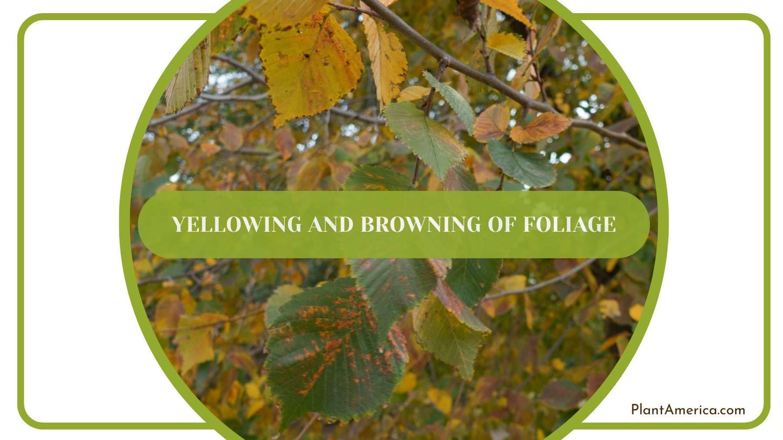 Yellowing and Browning of Foliage Plant America