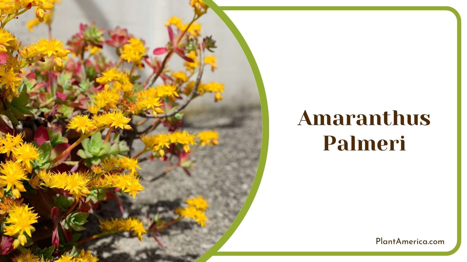 A Amaranthus Palmeri In a Focus Shot Plant America