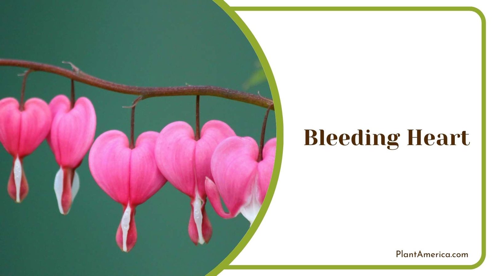 A Bleeding Heart In a Focus Shot Plant America