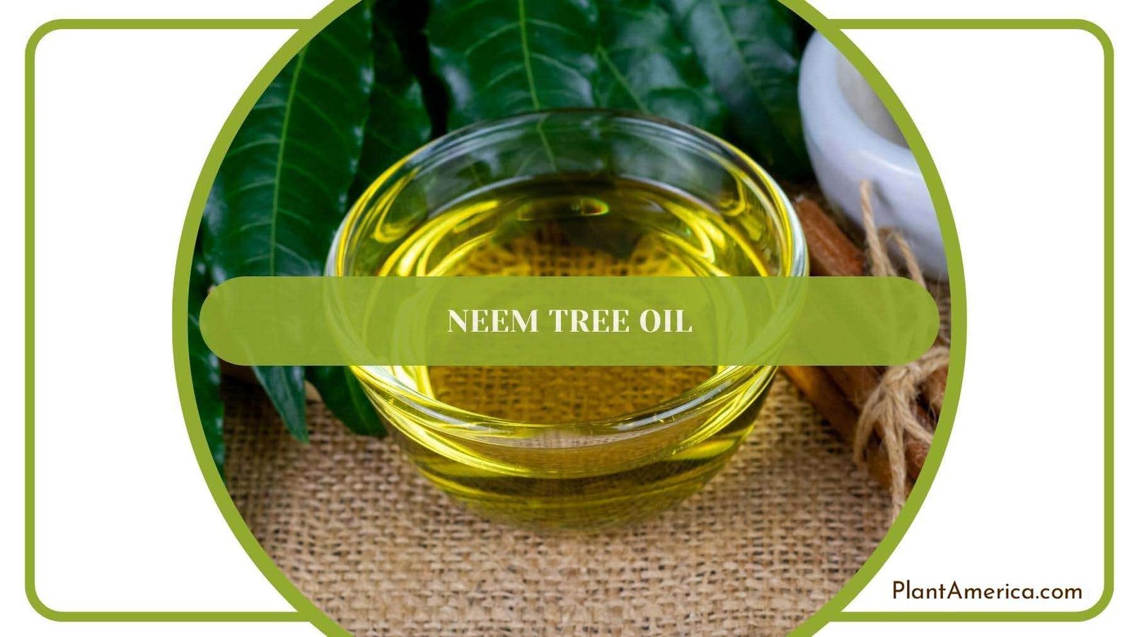 A Bowl Of Neem Oil On Surface Plant America A Bowl Of Neem Oil On Surface Plant America