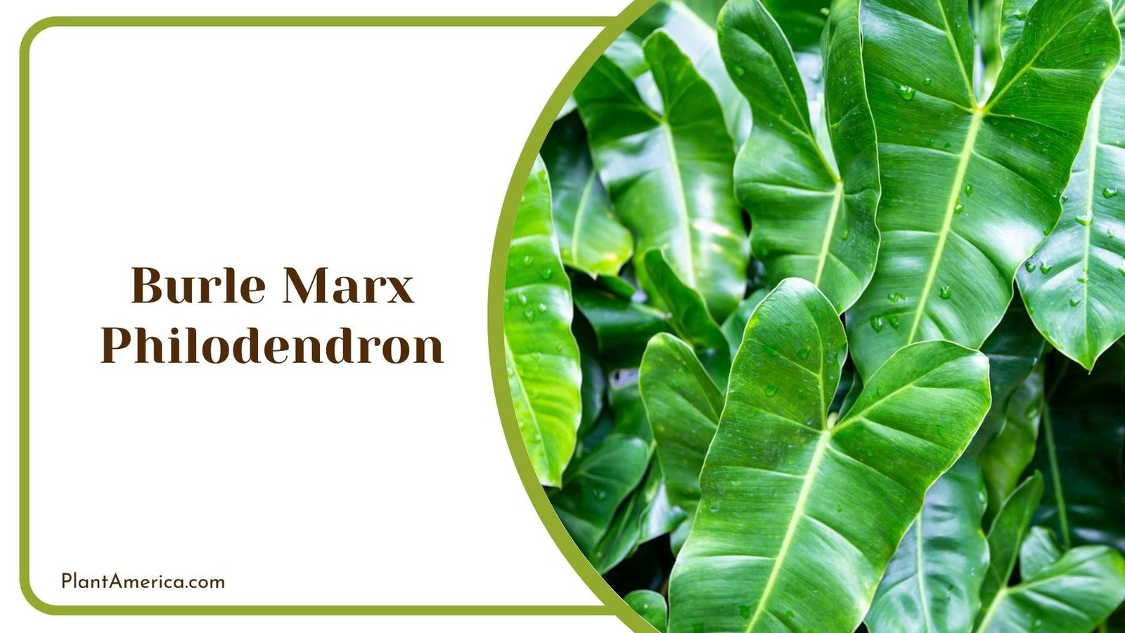 A Bush Of Burle Marx Philodendron Plant America