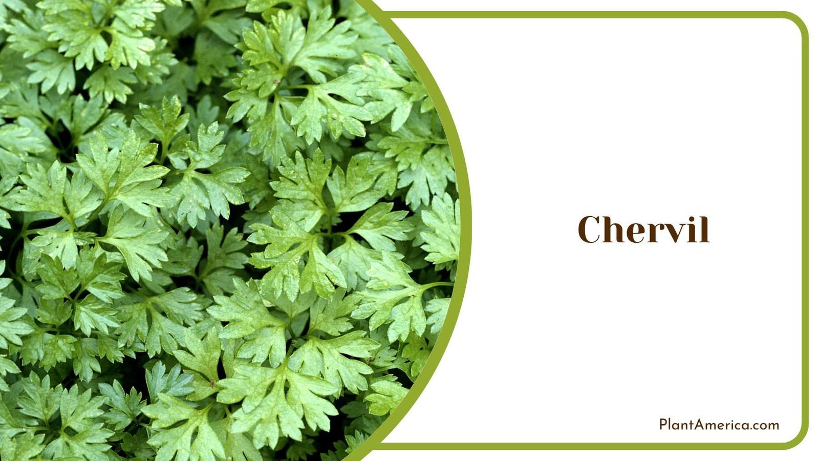 A Chervil Bush Plant America A Chervil Bush Plant America