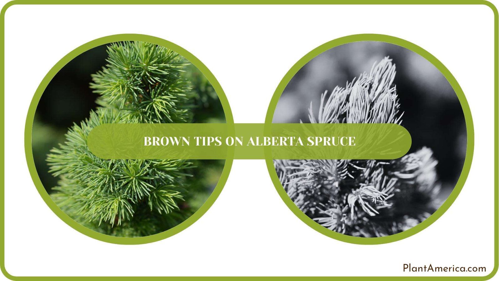 A Closure For Alberta Spruce Plant America