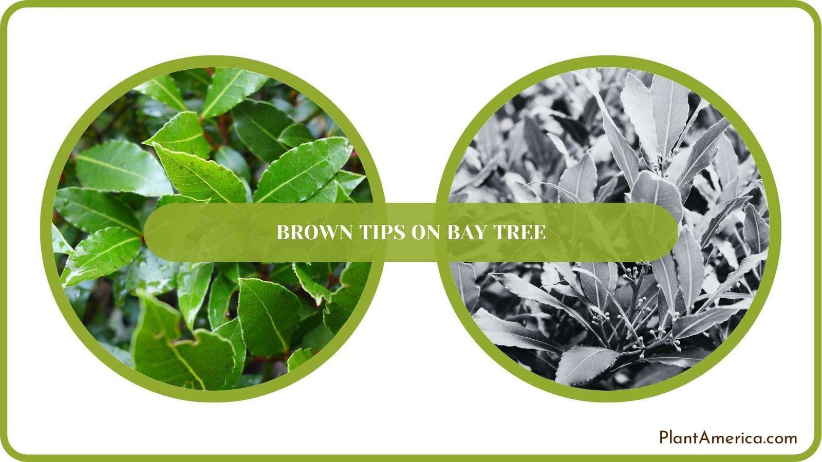 A Closure For Brown Tips on Bay Tree Plant America