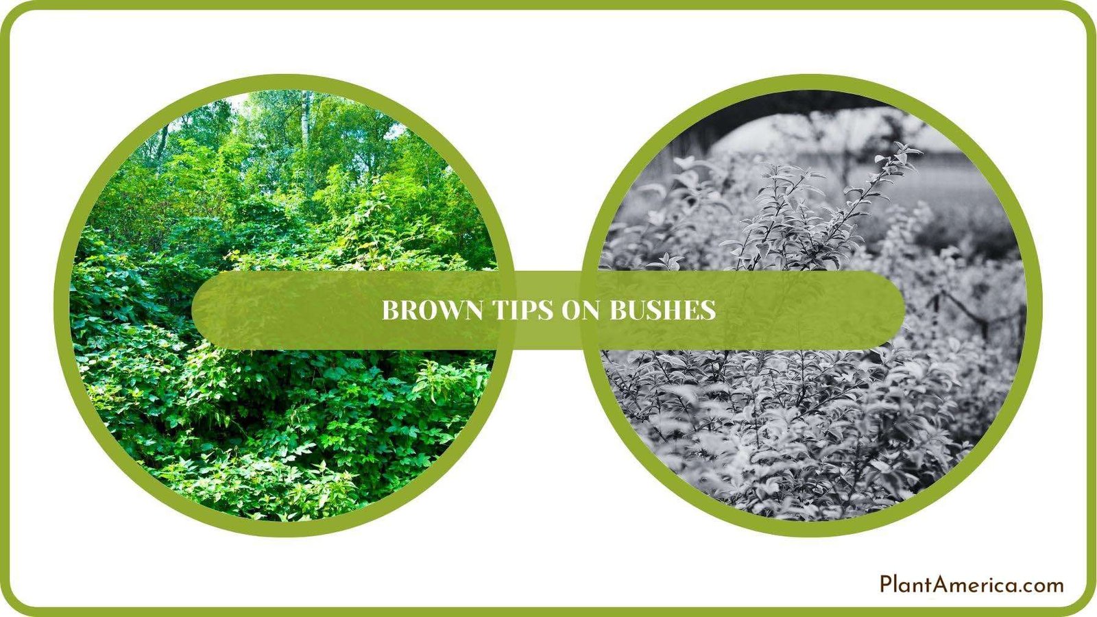 A Closure For Brown Tips on Bushes Plant America
