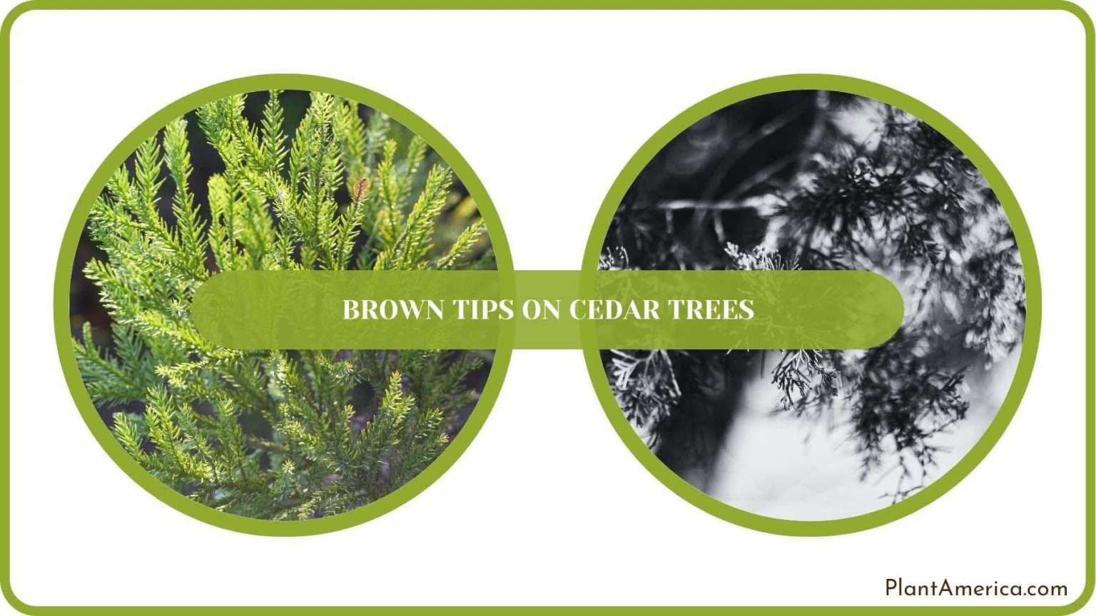 Brown Tips on Cedar Trees: Why It Happens and How to Solve - Plant America