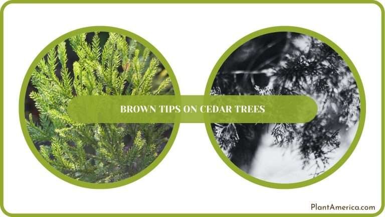 Brown Tips on Cedar Trees: Why It Happens and How to Solve - Plant America