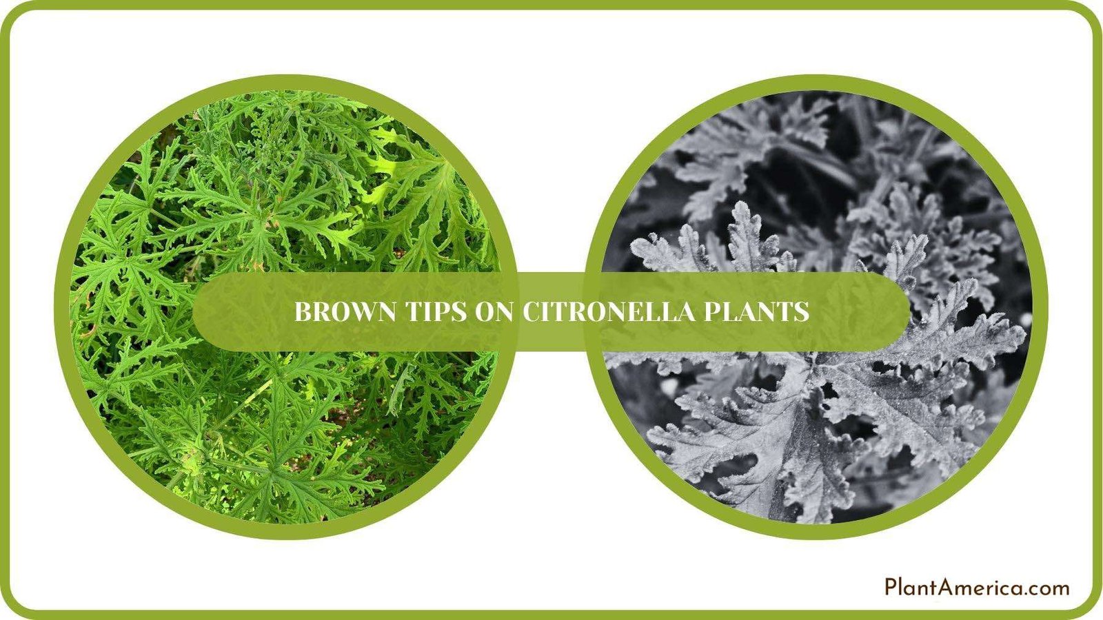 A Closure For Brown Tips on Citronella Plants Plant America