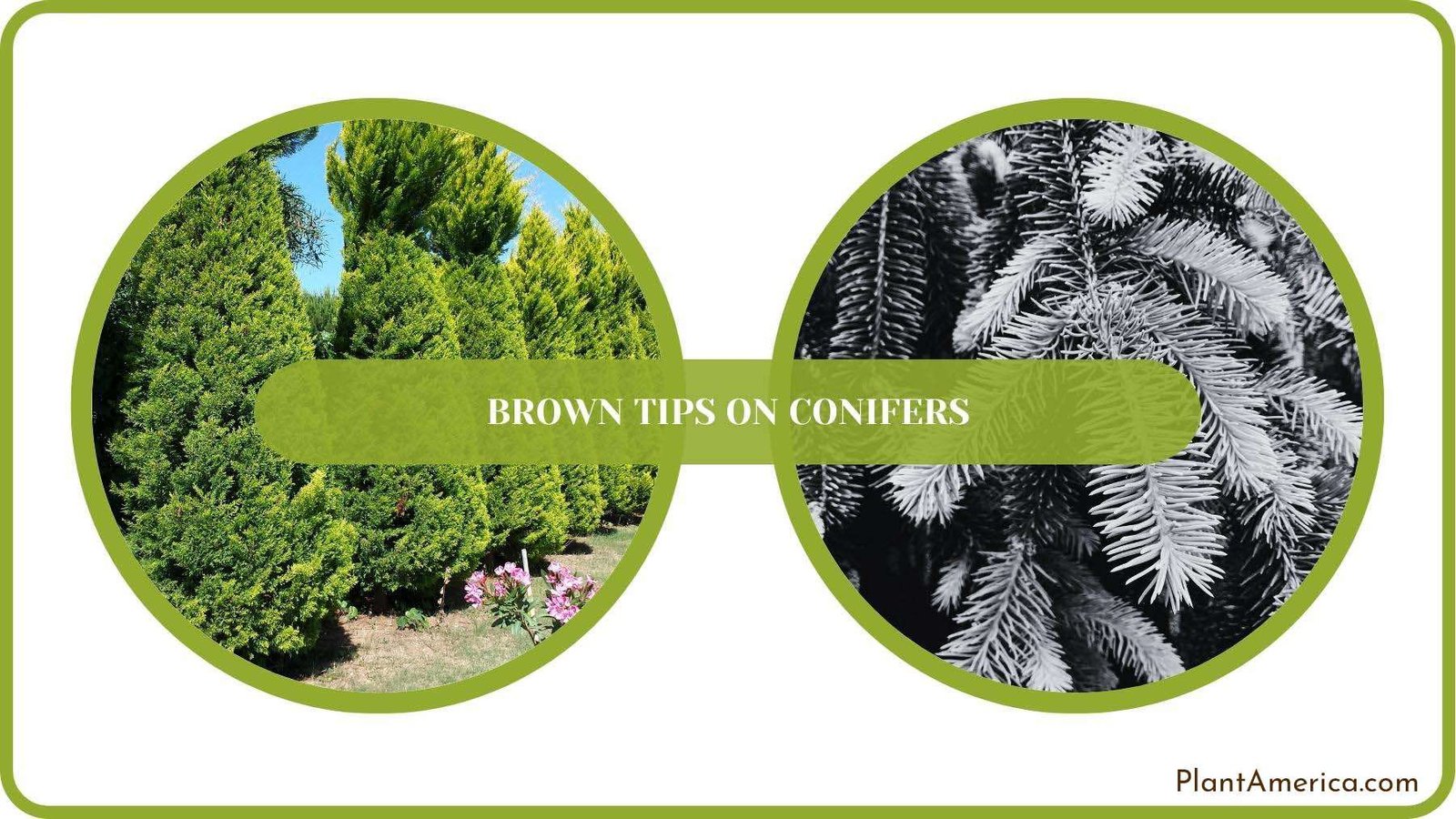 A Closure For Brown Tips on Conifers PlantAmerica