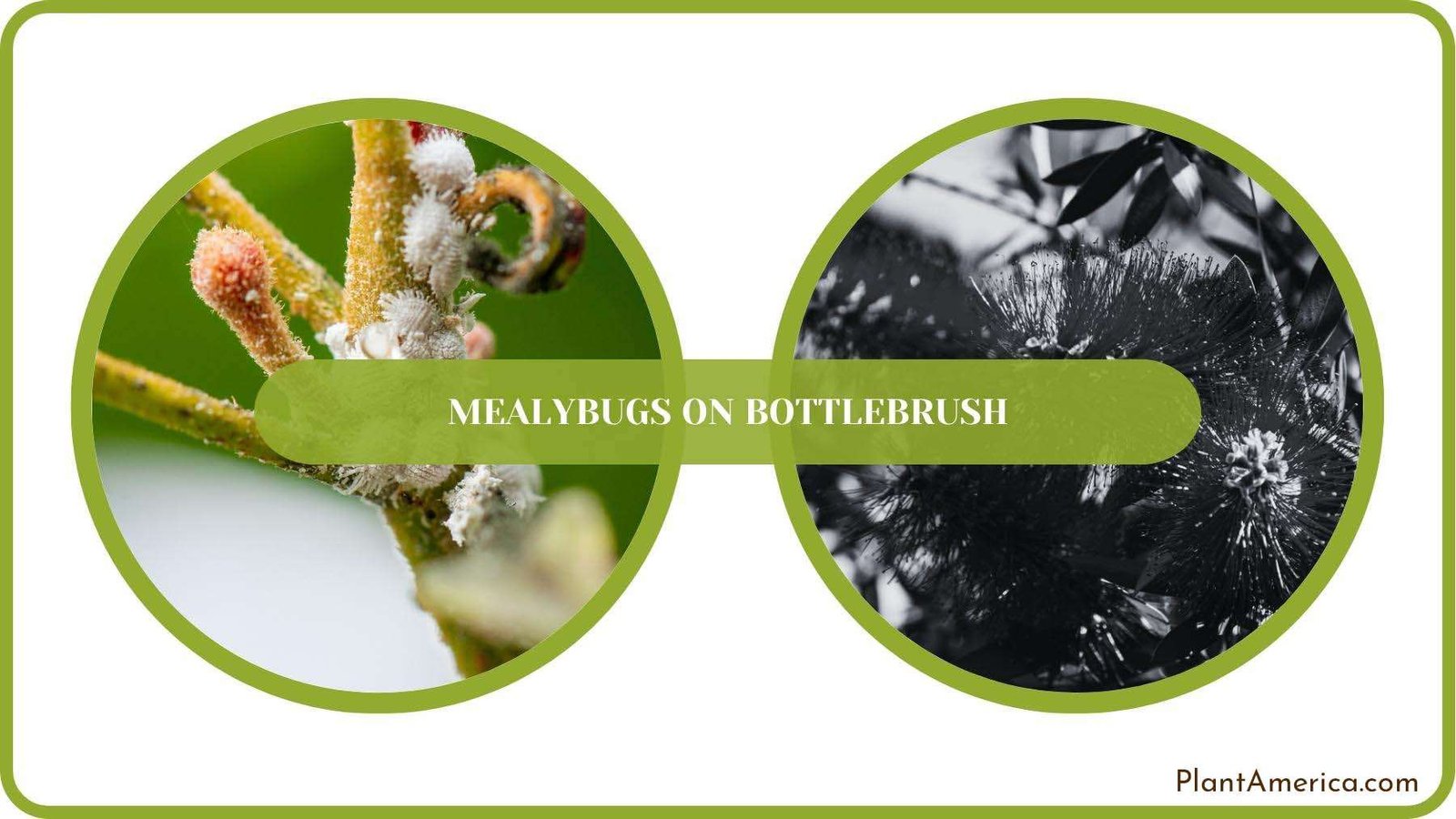 A Closure For Mealybugs on Bottlebrush PlantAmerica