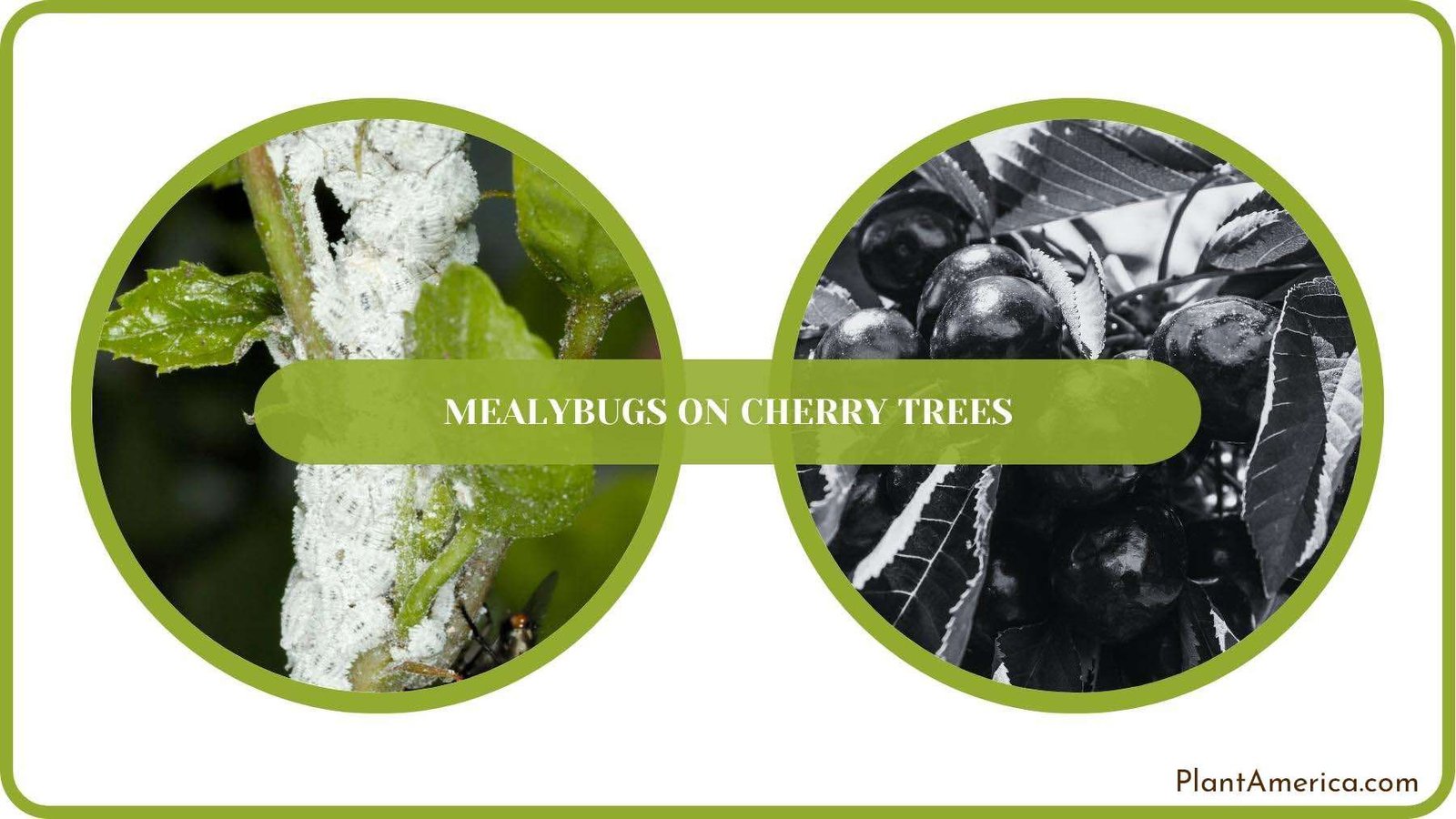 A Closure For Mealybugs on Cherry Trees PlantAmerica