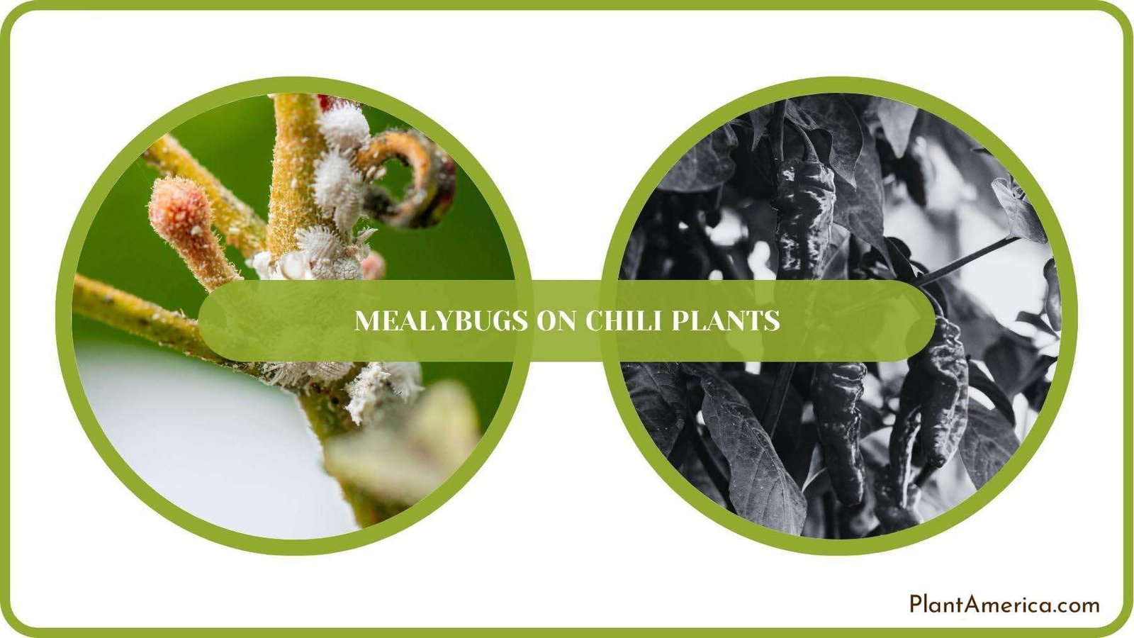 A Closure For Mealybugs on Chili Plants Plant America