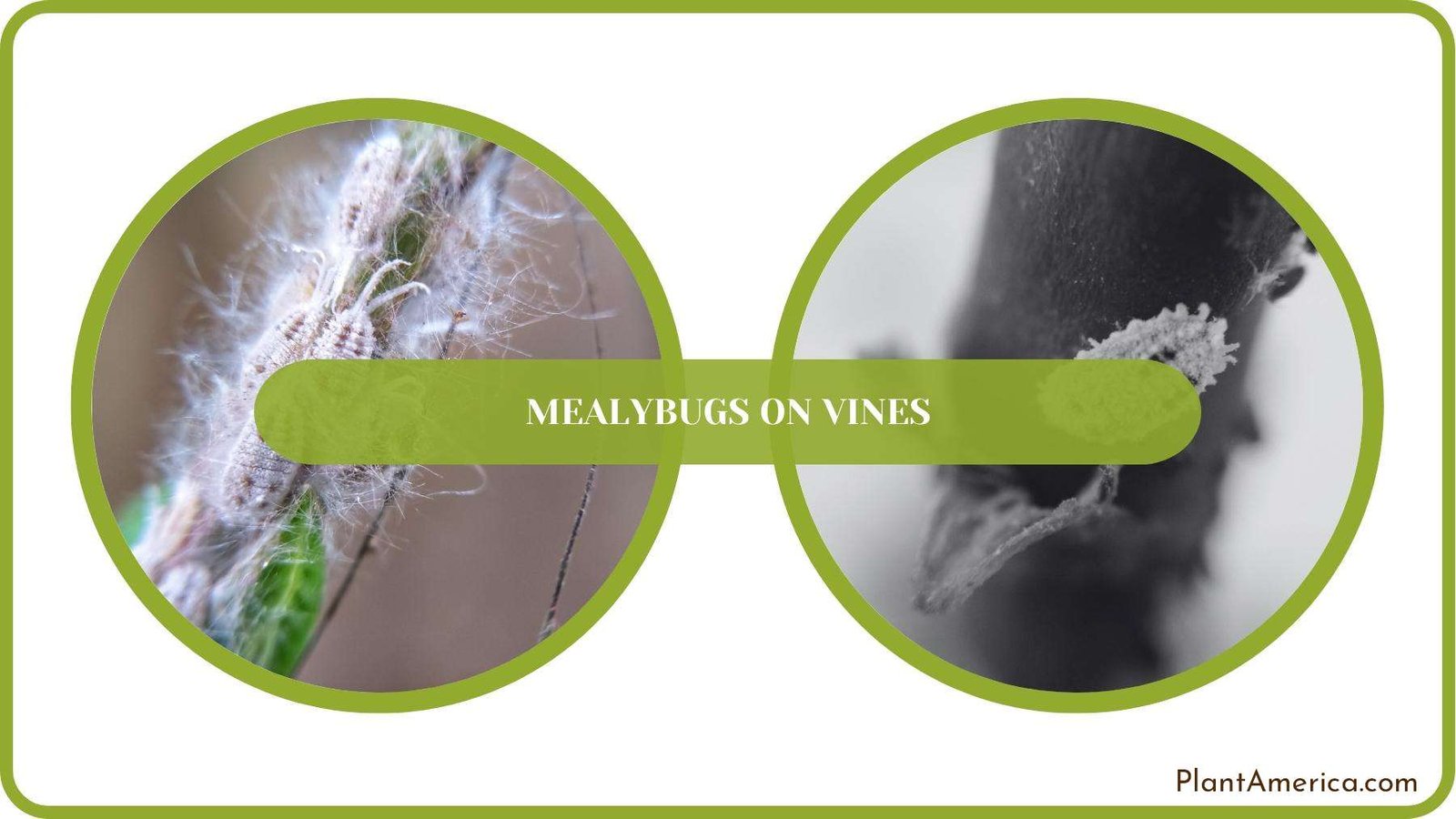 A Closure On Article of Mealybugs on Vines PlantAmerica