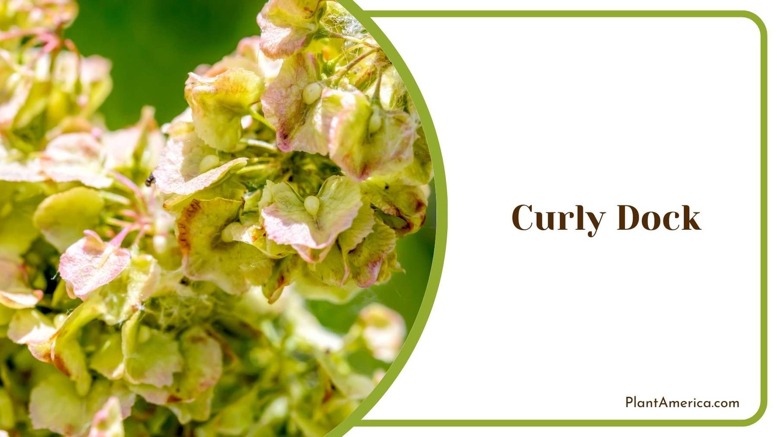 A Curly Dock In a Focus Shot Plant America