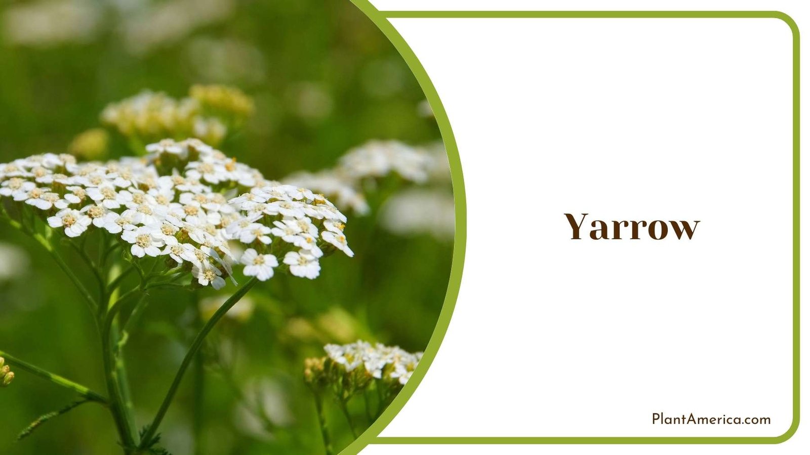 A Farm Of Yarrow Plant America