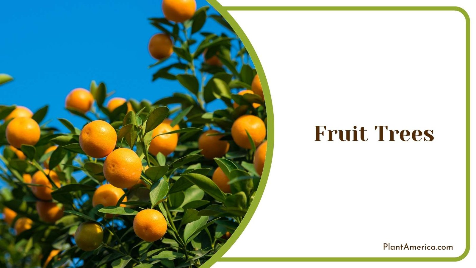 A Fruit Trees In a Focus Shot Plant America