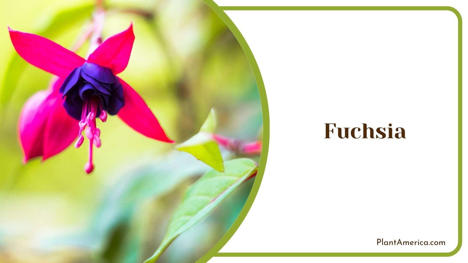 A Fuchsia On a Stalk Plant America