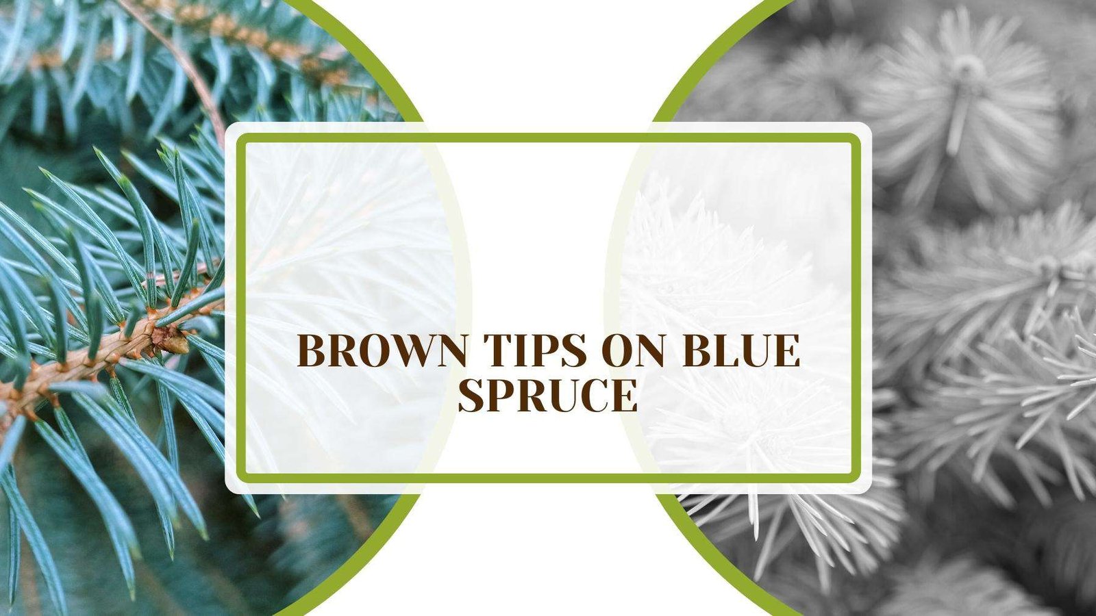 A Full Article About Brown Tips on Blue Spruce Plant America Brown Tips on Blue Spruce: Causes and Ways to Treat Them