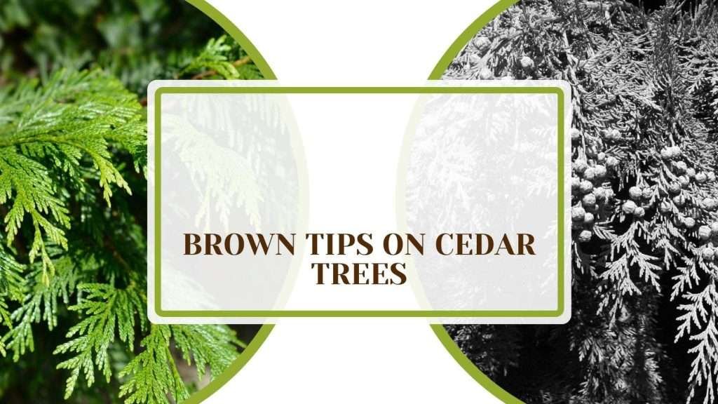 Brown Tips on Cedar Trees: Why It Happens and How to Solve - Plant America