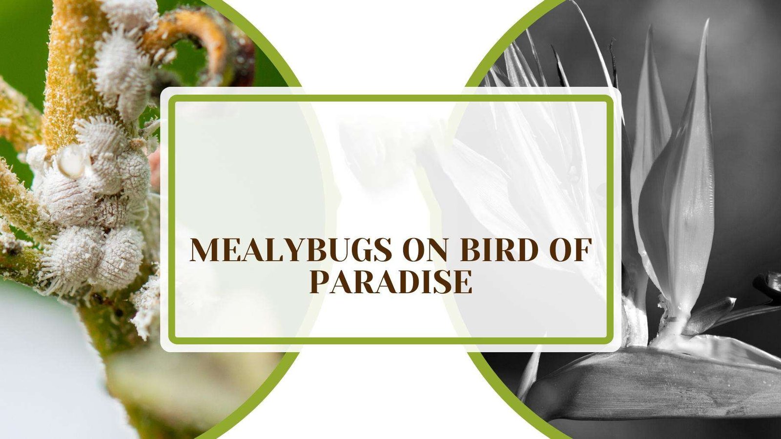 A Full Guide on Mealybugs on Bird of Paradise Plant America Mealybugs on Bird of Paradise — How To Get Rid of Them Successfully