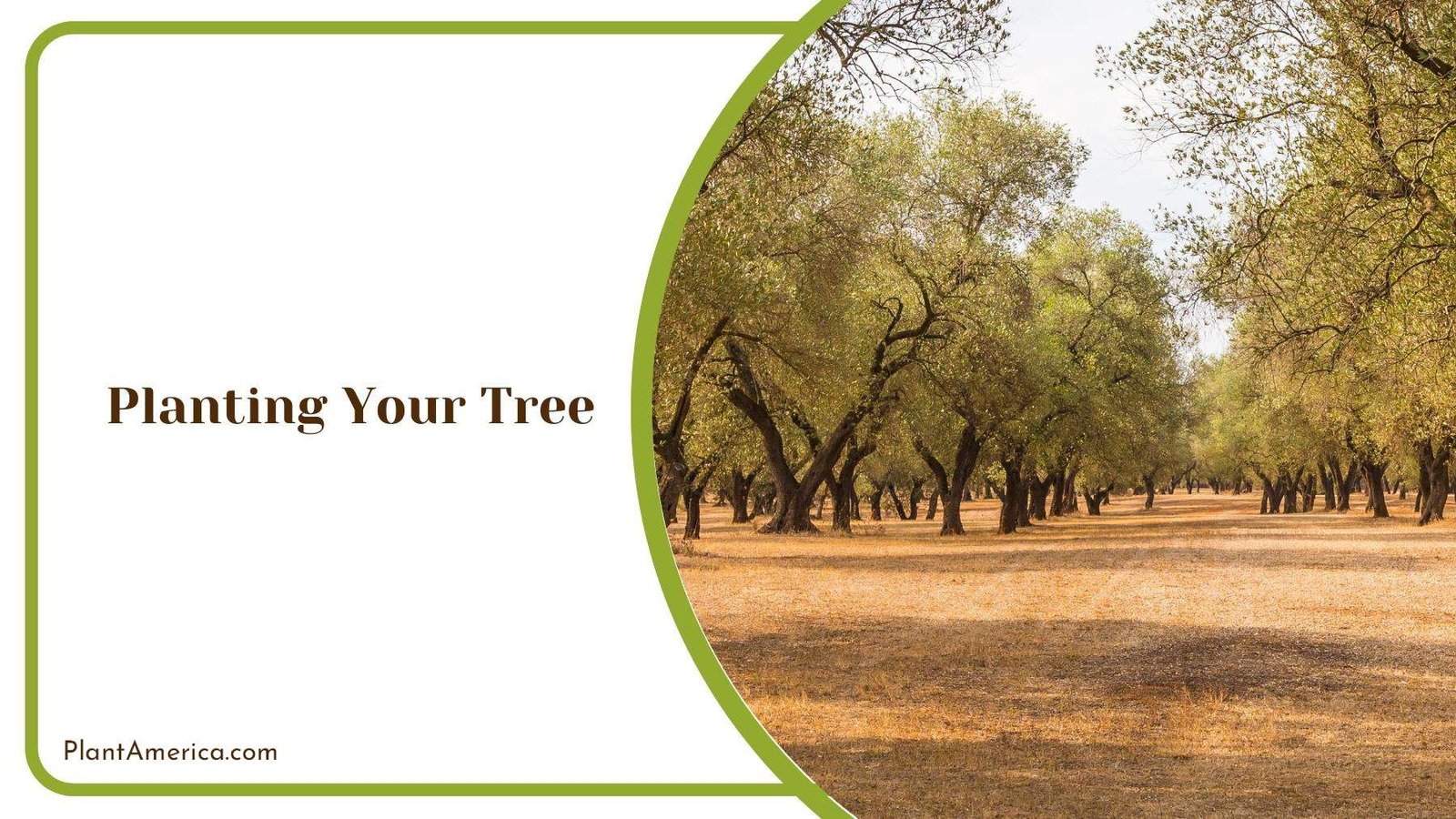 A Garden Full of Olive Trees PlantAmerica A Garden Full of Olive Trees PlantAmerica